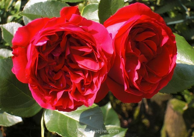 推薦花量大生長快的4種藤本月季花，適合打造花墻拱門(圖4)