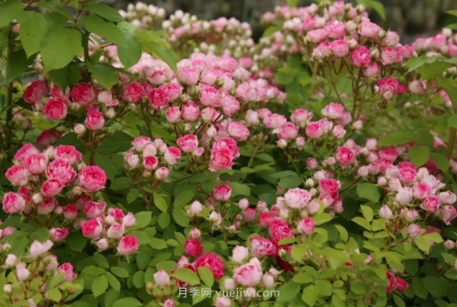 胭脂扣月季，多季開(kāi)花的藤本，花期長(zhǎng)，單枝條開(kāi)花幾十朵(圖2)