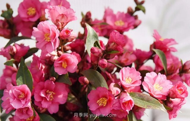茶花養(yǎng)護(hù)就這么做，開(kāi)花大又艷(圖1)