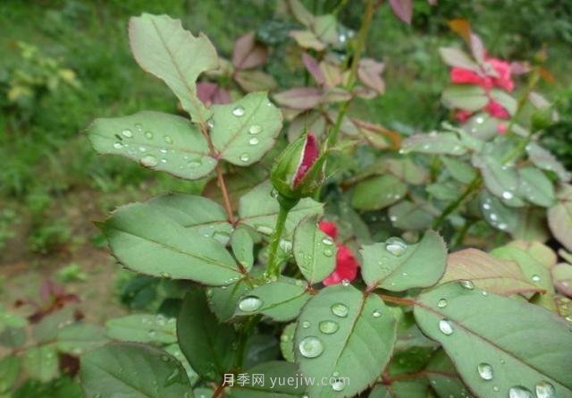 玫瑰、月季有區(qū)別？原來這么容易區(qū)分，一看就懂(圖6)