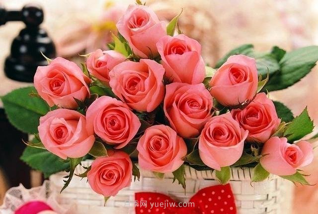 玫瑰、月季有區(qū)別？原來這么容易區(qū)分，一看就懂(圖9)