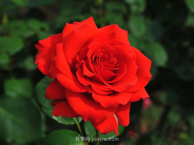 月季花開你有找到屬于你的那個人嗎？(圖1)