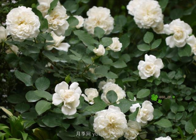 推薦9大白色系月季品種，純凈潔白的花花世界(圖8)