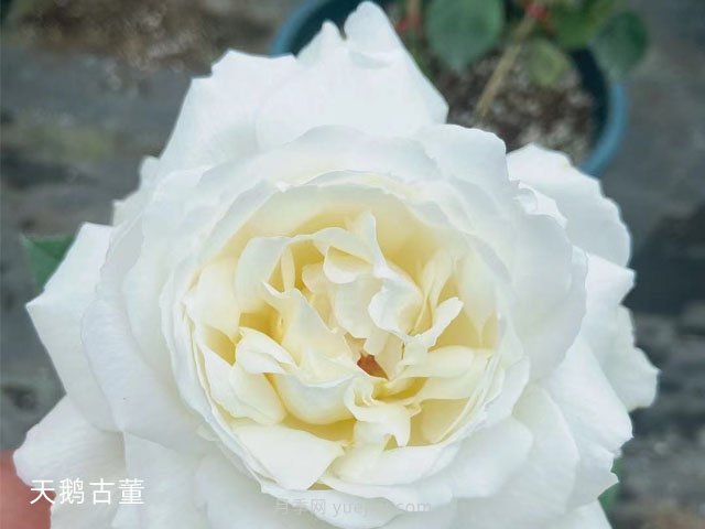 推薦9大白色系月季品種，純凈潔白的花花世界(圖7)