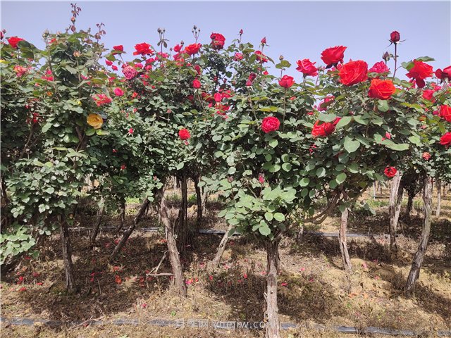 園林綠化常見(jiàn)問(wèn)題總結(jié)，值得收藏(圖1)