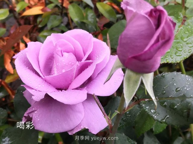 ***難不過伏天，苗木安全度夏***全攻略！(圖2)