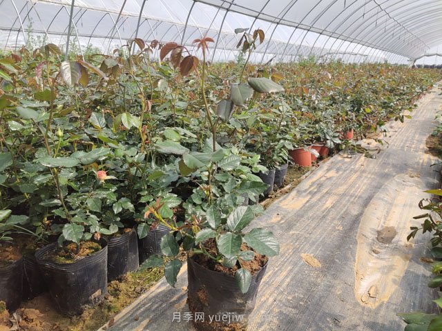 新移栽樹狀月季明明發(fā)芽了，為何又枯了？(圖1)
