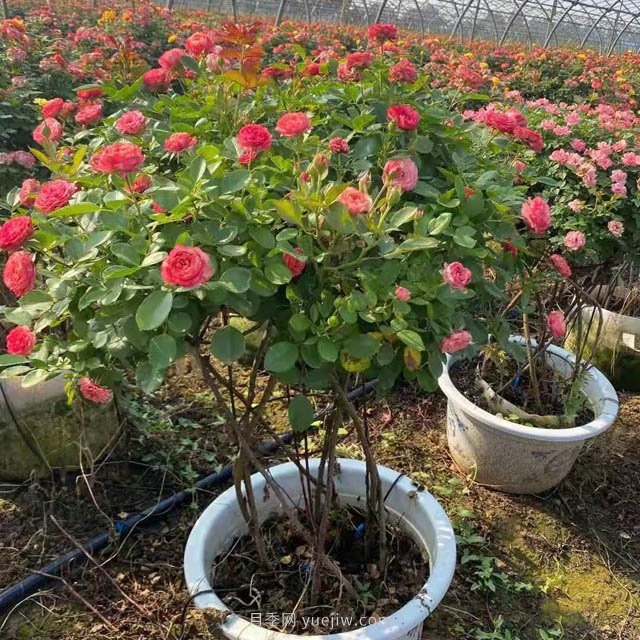 新型月季花籃，小高桿月季玩出新花樣(圖3)