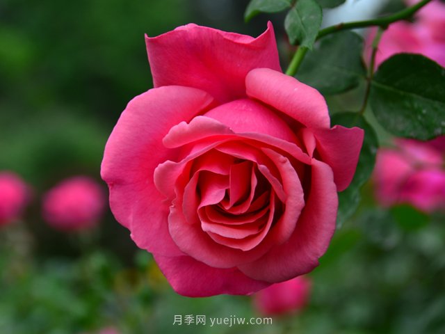花卉打工人的基本素養(yǎng)，你掌握了嗎？(圖1)