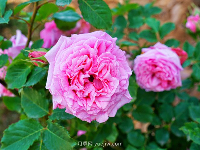 花卉打工人的基本素養(yǎng)，你掌握了嗎？(圖2)
