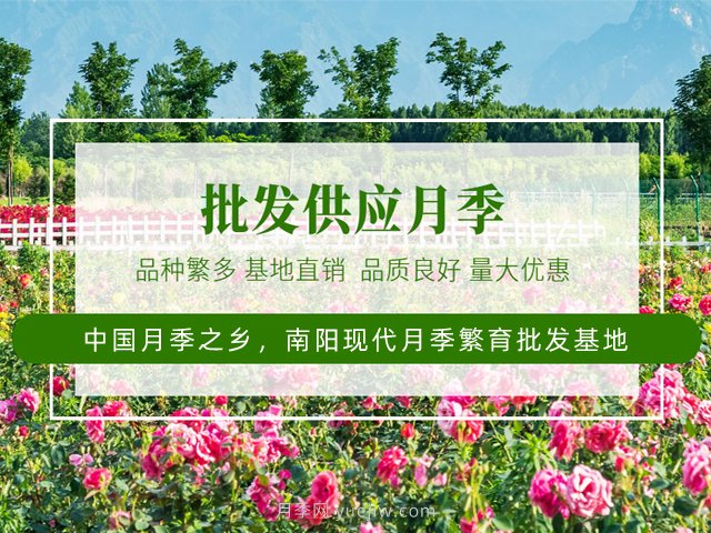 花卉打工人的基本素養(yǎng)，你掌握了嗎？(圖3)