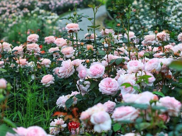 奧斯汀月季園，湖州一個國內(nèi)頂級的月季花園(圖1)