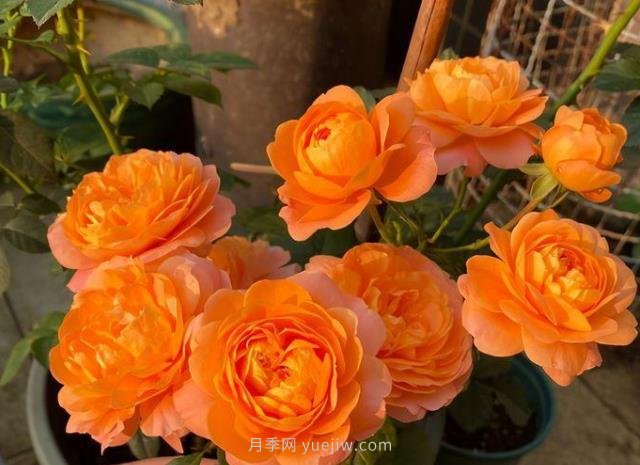陽臺(tái)養(yǎng)月季果汁陽臺(tái)是首選，5大優(yōu)點(diǎn)告訴你(圖3)