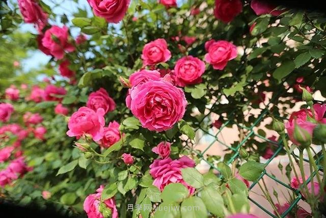 茶葉水可以澆月季花嗎？(圖1)
