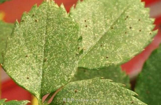 夏季高溫紅蜘蛛危害達(dá)到高峰，怎樣有效進(jìn)行防治？(圖1)