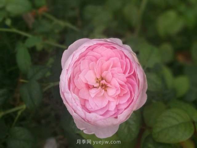 花友淘汰掉的10種月季，缺點多于優(yōu)點，是這樣嗎(圖3)