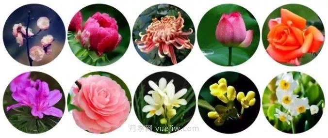 中國有哪十大名花，驚艷世界！(圖1)