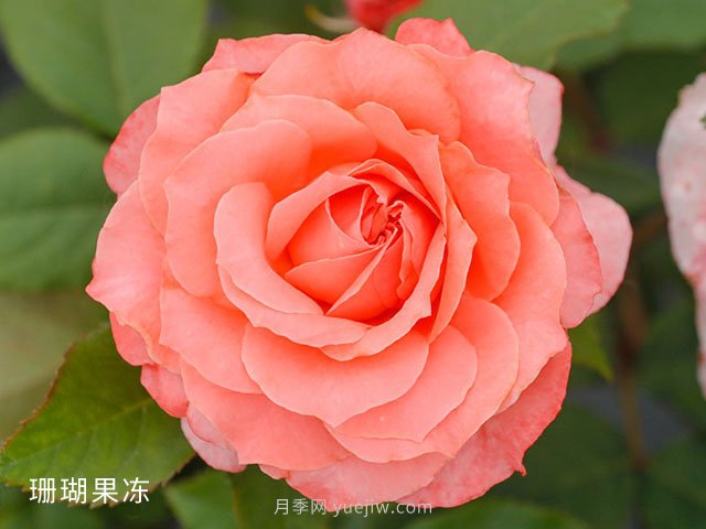 十大日本河本純子月季品種推薦，讓你欲罷不能(圖3)