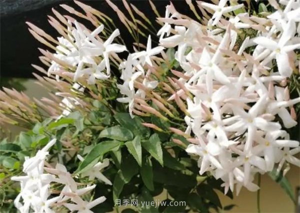 夏季養(yǎng)花要選對(duì)品種，推薦6種花卉適合高溫(圖3)
