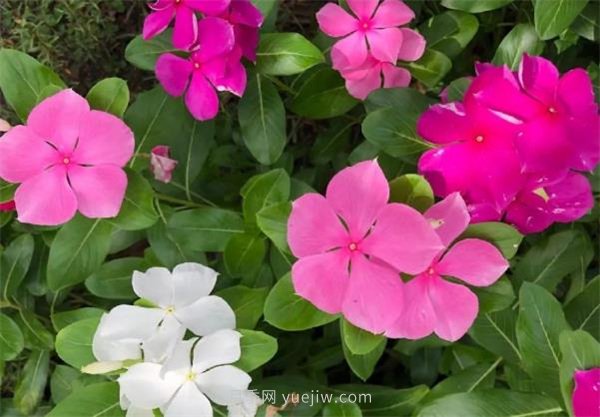 夏季養(yǎng)花要選對(duì)品種，推薦6種花卉適合高溫(圖4)
