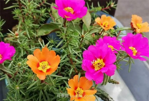 夏季養(yǎng)花要選對(duì)品種，推薦6種花卉適合高溫(圖5)