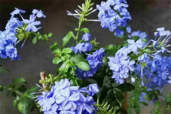 夏季養(yǎng)花要選對(duì)品種，推薦6種花卉適合高溫(圖6)