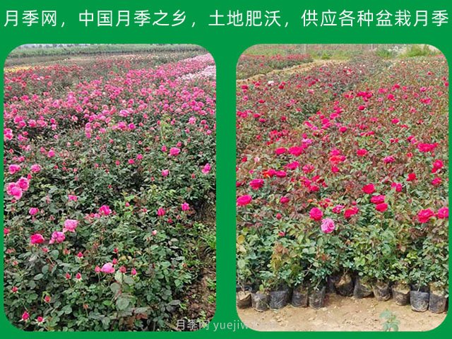 訂單農(nóng)業(yè)讓農(nóng)產(chǎn)品不愁銷，優(yōu)勢是什么？(圖1)