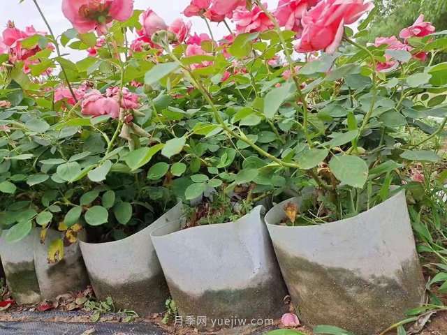 月季花海中的雜草怎樣清除？(圖1)