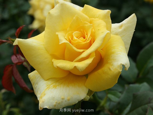 養(yǎng)花的十大好處，愛花的你一定要看！(圖1)