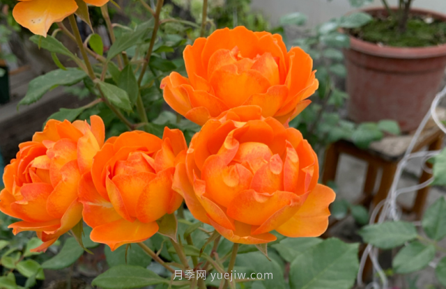 夏季入手藤本月季推薦5個品種，漂亮還好養(yǎng)(圖4)