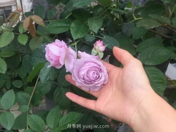 紫色系藤本月季都有哪些？(圖8)