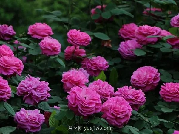 紫色系藤本月季都有哪些？(圖5)