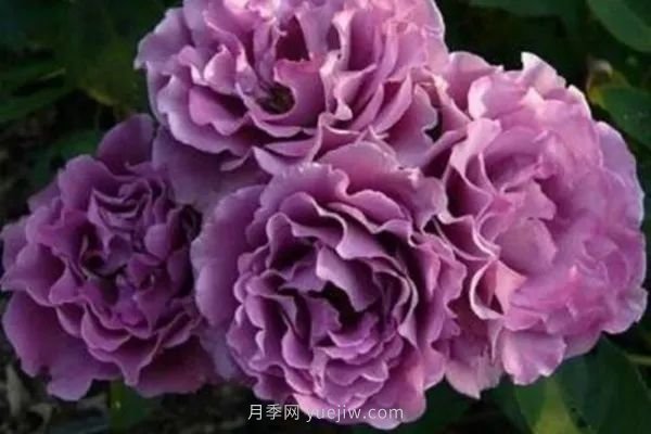 紫色系藤本月季都有哪些？(圖1)