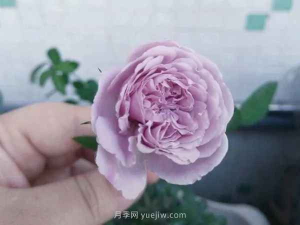 紫色系藤本月季都有哪些？(圖2)