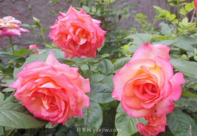 7月養(yǎng)這6種花卉，長(zhǎng)得快花量大適合新手(圖2)