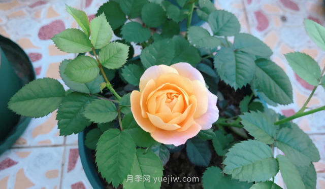 7月月季常爆發(fā)這3種蟲害，對癥下藥無煩惱(圖1)