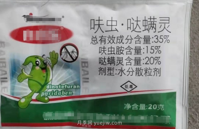 7月月季常爆發(fā)這3種蟲害，對癥下藥無煩惱(圖7)