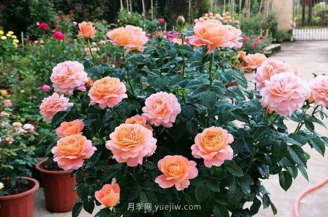 陽臺(tái)養(yǎng)月季果汁陽臺(tái)是首選，5大優(yōu)點(diǎn)告訴你(圖2)