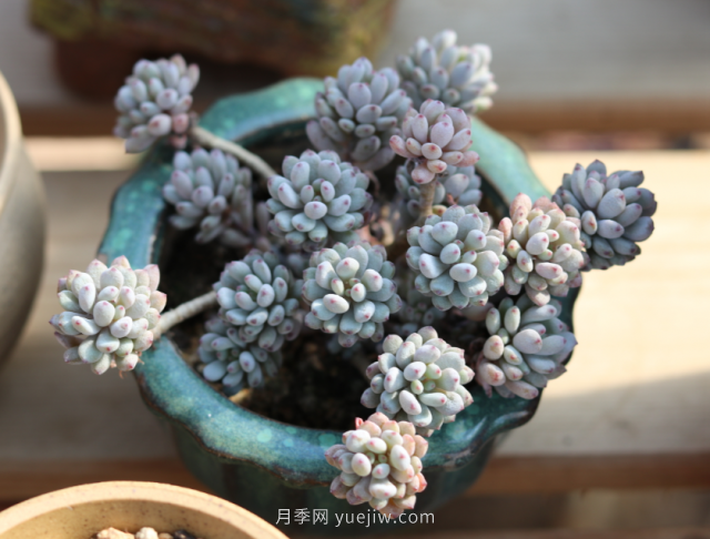 夏天不能買的7種花，再漂亮也要管住手(圖7)