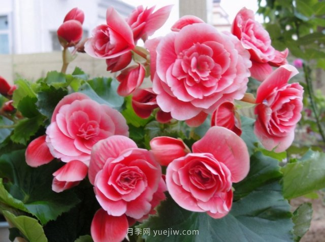 夏天不能買的7種花，再漂亮也要管住手(圖1)