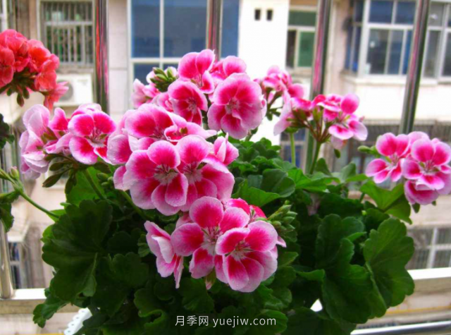 夏天不能買的7種花，再漂亮也要管住手(圖2)
