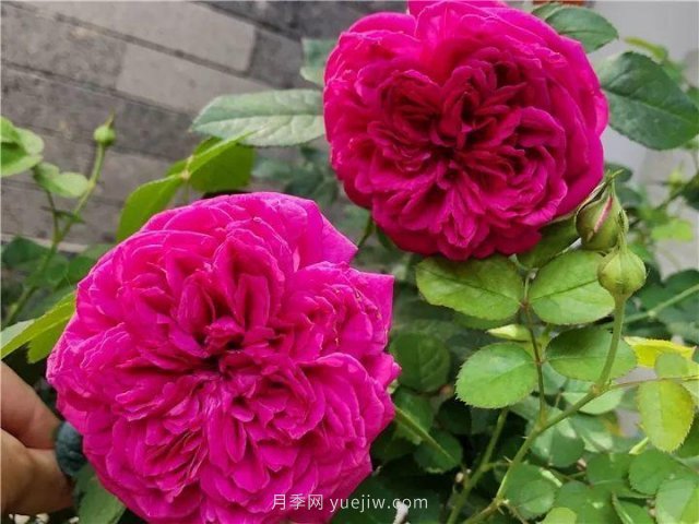 夏天隨便養(yǎng)，20個(gè)不怕熱的耐熱月季品種推薦(圖7)