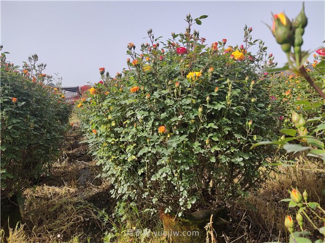 夏季高溫，樹木和月季移栽后如何?；?圖1)