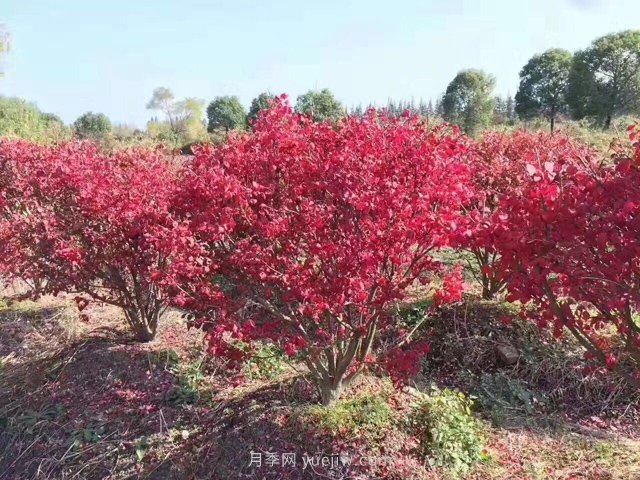 想依靠叢生苗賺大錢，你得先看透這些問題(圖1)