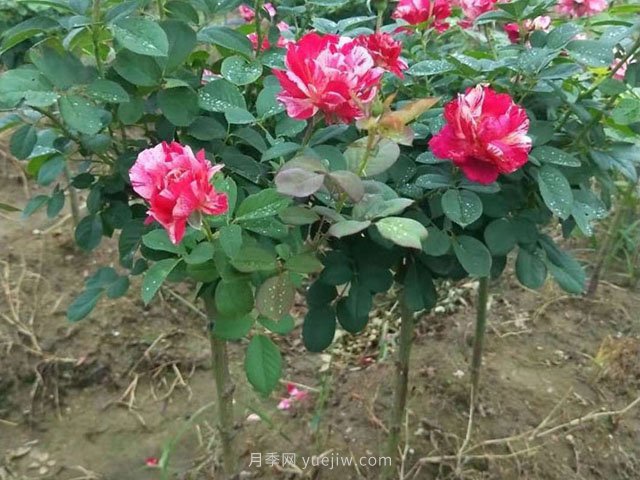 月季花適當(dāng)追肥，秋天可以盛開(圖1)