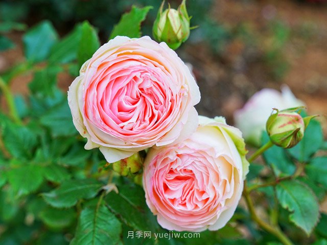 立秋后庭院花木養(yǎng)護(hù)該注意些什么？(圖1)