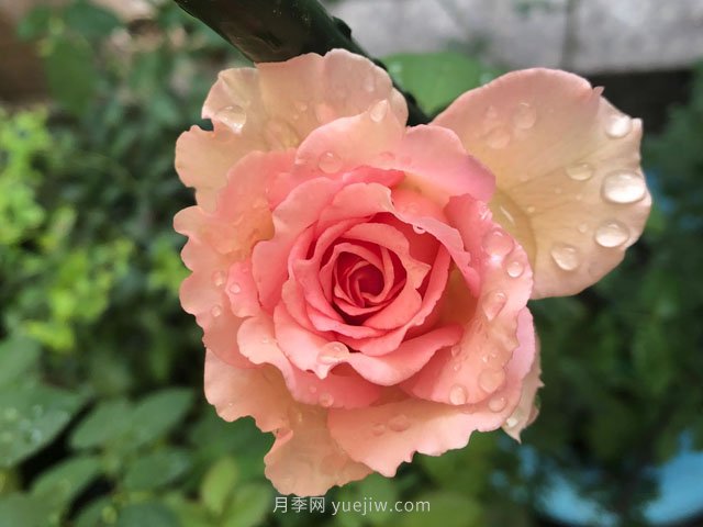 藤本月季強(qiáng)烈推薦羅衣，顏美而且濃香(圖1)