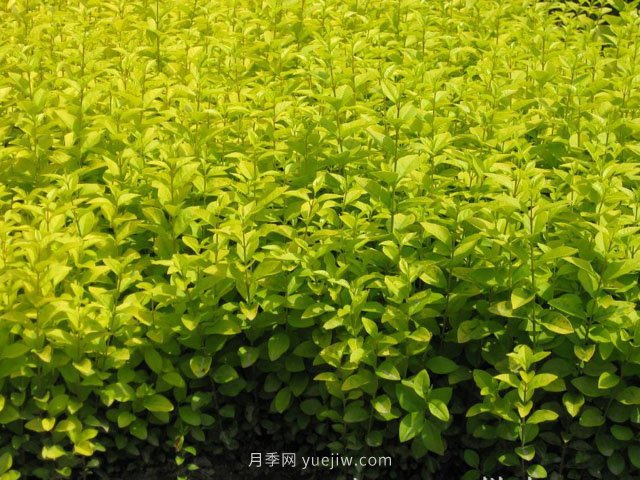 夏季如何鋪植草坪，減少發(fā)黃枯死的問題？(圖1)