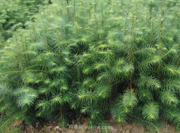 杉木齡級劃分，種植10年的杉木價值與前景(圖1)