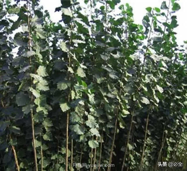 適合在農(nóng)村種植的苗木樹種有哪些？(圖2)